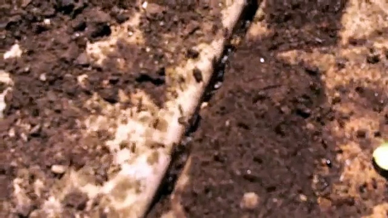 Ants rescuing their babies !