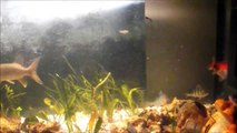 chasses de perche en aquarium et brochet norbert 20 ptit gardons en moin de 2 minutes.wmv