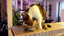 Funny Videos - Funny Cats - Funny Pranks - Funny Animals Videos - Videos De Ri Sa