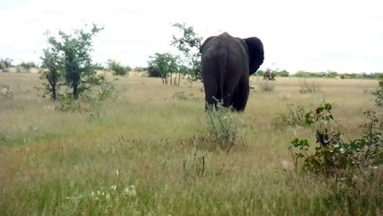 Eléphant d'Afrique (Loxodonta africana)