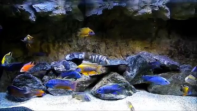 CICHLIDS OF LAKE MALAWI