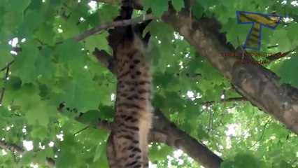 Funny dumb cats   Cute and funny cat fail compilation