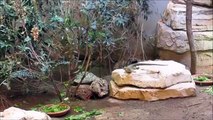 Parc Zoologique de Paris - Jaguars, Manatees & More | Follow Me Around Paris