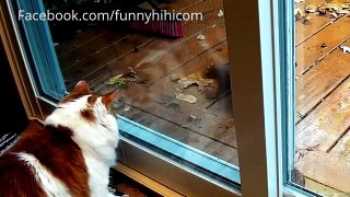 Funny cat videos Funny cat collection part 4