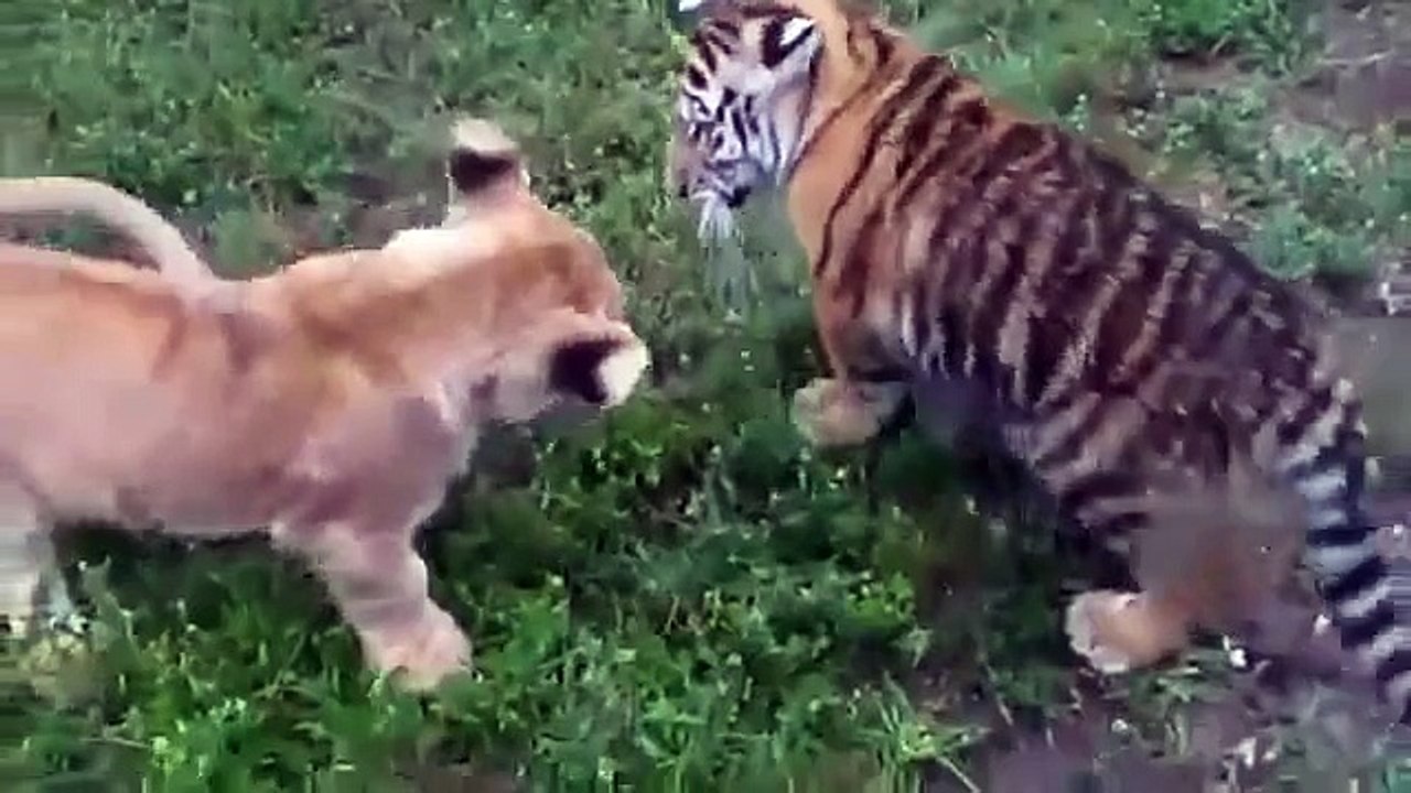 Lion vs Tiger, Hyena, HippoVs All real fight  SUPER ANIMAL FIGHTER HD