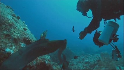 Un plongeur noue un lien avec des Murènes à l'Ile Maurice
