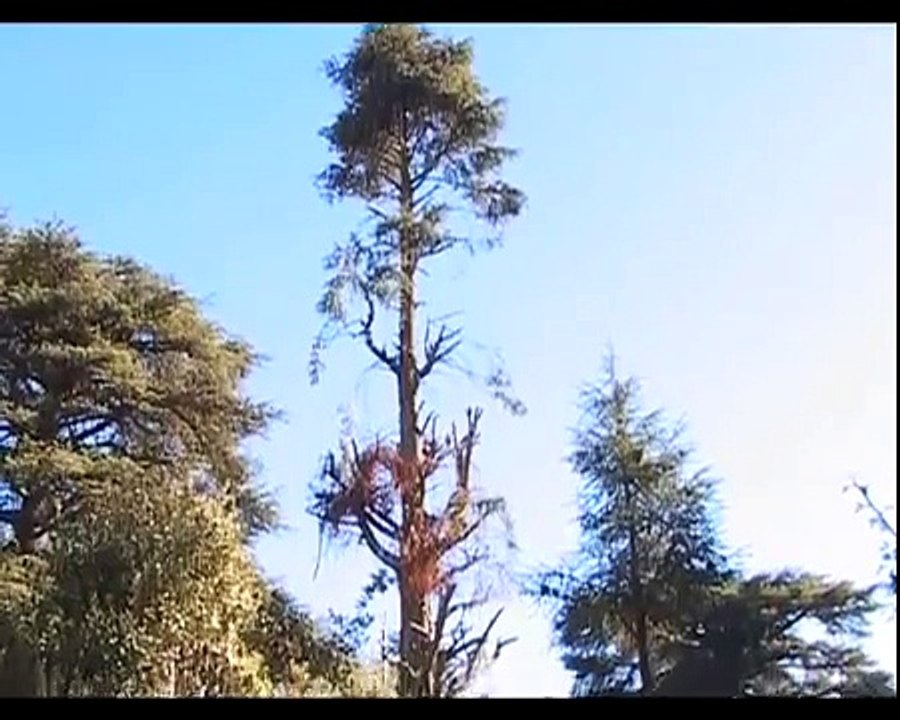 Touche pas aux magots( Macaque de barbarie des paysages marocains aux cages européennes)