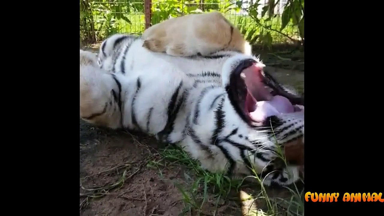 Best Funny Animals New Part 2