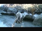 Tiger Cubs Playing on Frozen River at Tiger Canyons