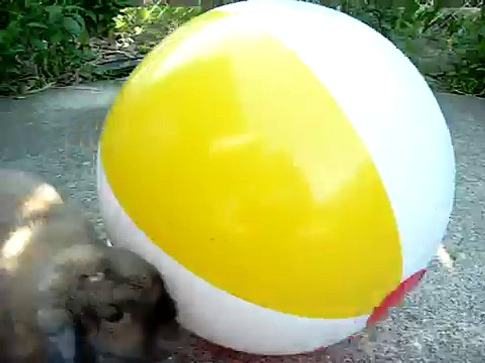 holland lop rabbit playing ball!