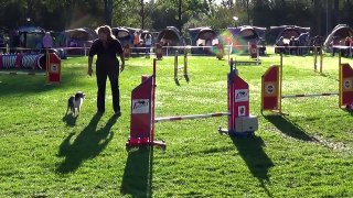 Dog Race Competition # Part - XXI