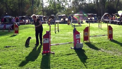Dog Race Competition # Part - XXIV