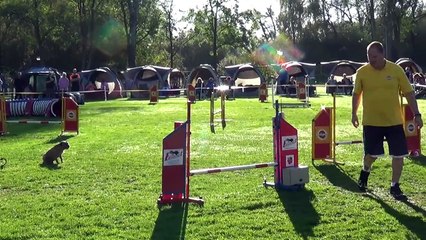 Dog Race Competition # Part - XXV