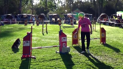 Dog Race Competition # Part - XX