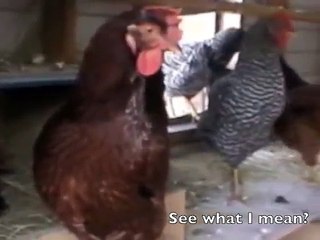 The Chicken Song