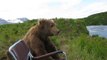Massive Brown Bear Chills With Fisherman