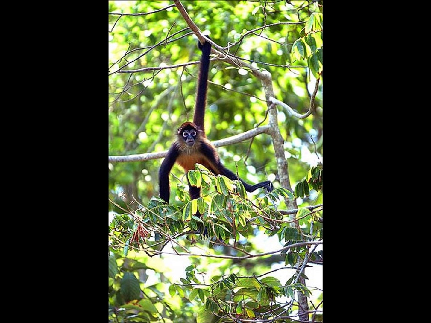 ⁣Endangered species in El Salvador