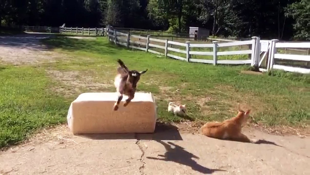 Lola the chihuahua & the Goat kids Daily Playtime