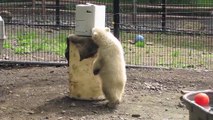 Polar bear cub recess time!