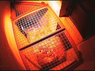 Snow Leopard Cubs Born at Twycross Zoo!!