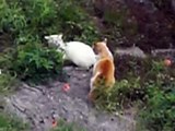 ネコの喧嘩