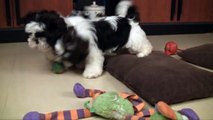 Gwen & George (shih-tzu puppy for sale) - 3 months old