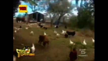 اجمل مقاطع فيديو للأطفال المضحكة / The most beautiful videos for children funny