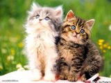 Słodkie kotki