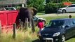 Elephant Attack Circus Animal Lifts Car Off The Ground
