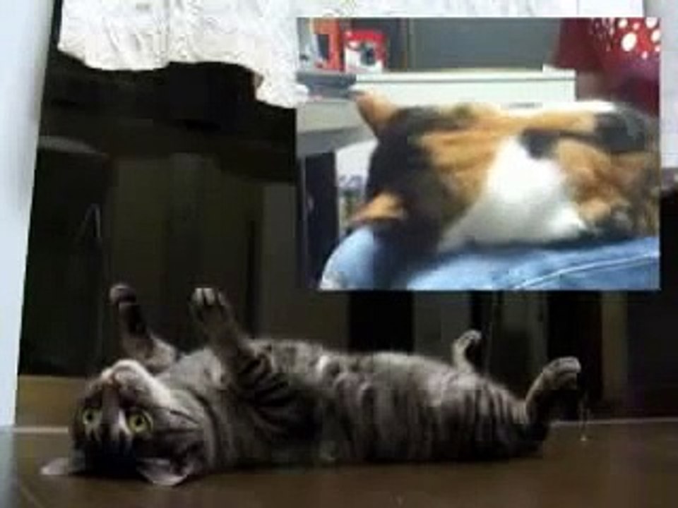 A gray cat on the floor