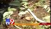 Wild elephants destroy crops, attack people in Chittoor - Tv9