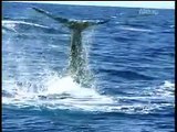 Odisea en el oceano (3/10): Las ballenas asesinas
