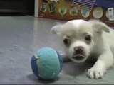 Chihuahua Gioca con Pallina da Tennis