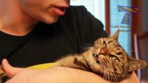Cats just don't like petting and kisses   Funny and cute cat compilation
