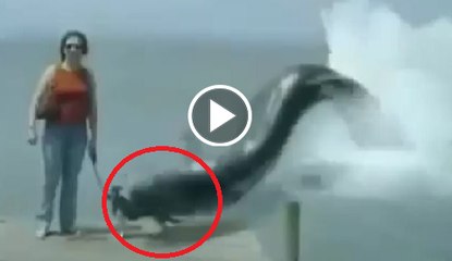 A big Snake eat a Women Dog