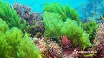 Threatened Beauty - Images of South Australia's unique marine ecology