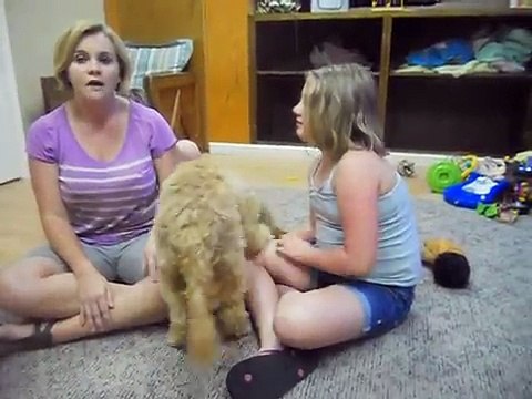 Midis shows us why a neutered male dog is perfect.