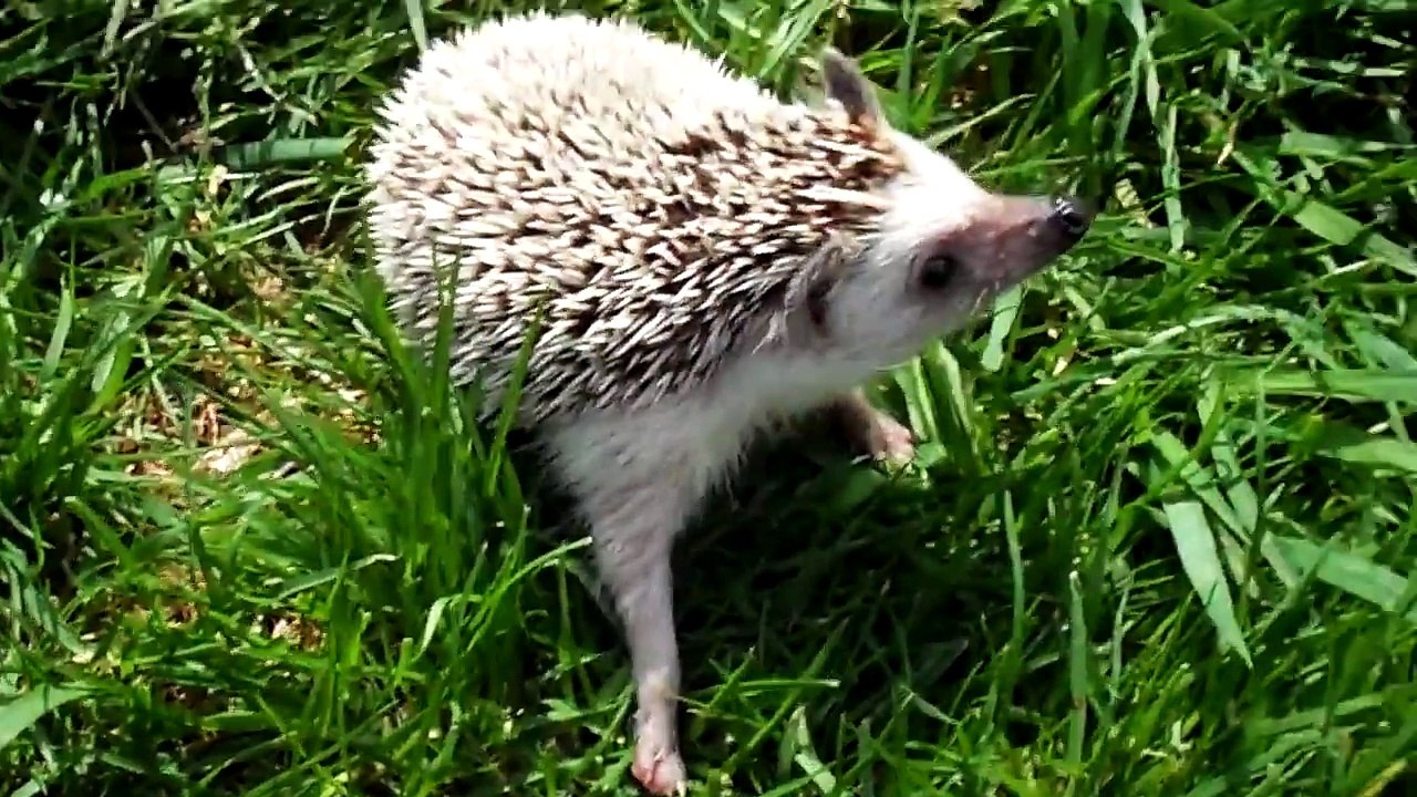 Pigs in the garden in HD II.