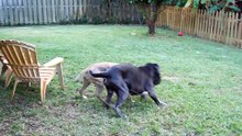 pit bull vs mastiff