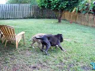 pit bull vs mastiff
