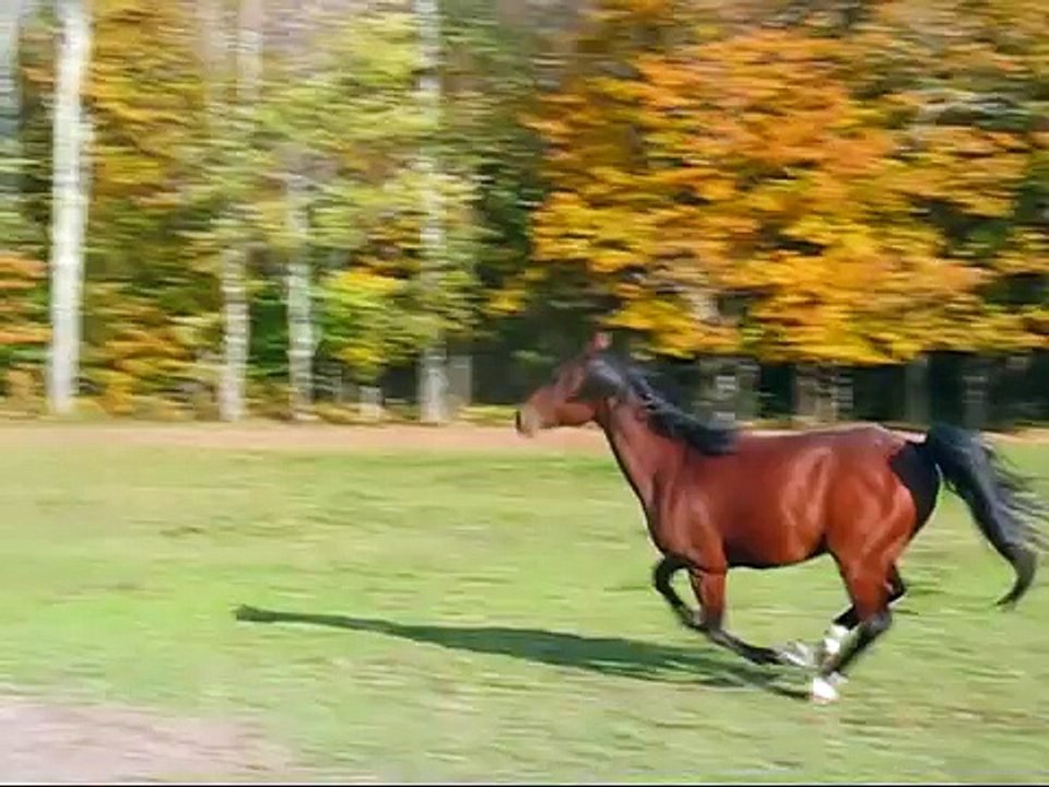 A Tribute to Tommy, a Rescued Arabian Horse