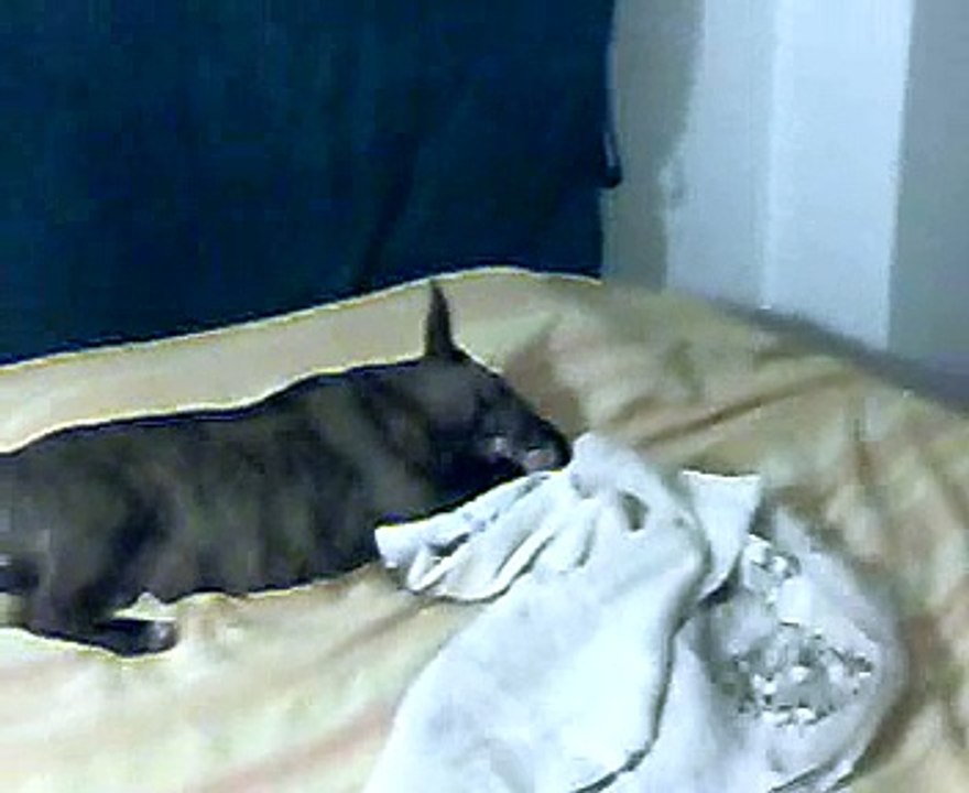 bull terrier miniature gioca con pesetto da 1kilo