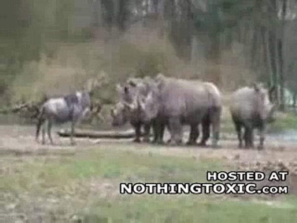 Not So Bright Gnu Tries to Take On a Bunch of Rhinos