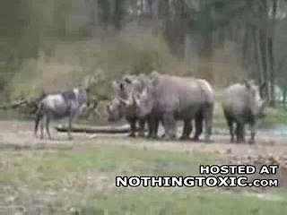 Not So Bright Gnu Tries to Take On a Bunch of Rhinos