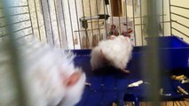 Çiftleşen Hamsterlar