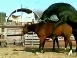 Incroyable Wild Horse accouplement âne