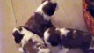 Kennel Funkels Puppies - Cavalier King Charles Spaniel Kennel Puppies 4 weeks old (1)