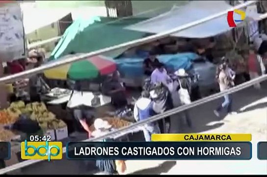 Cajamarca: rondas urbanas castigan con hormigas a ladrones
