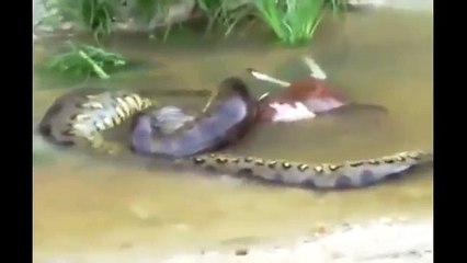ANACONDA SE COME VACA Y LUEGO LA BOMITA