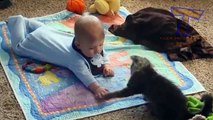 Funny cats and babies playing together - Cute cat & baby compilation